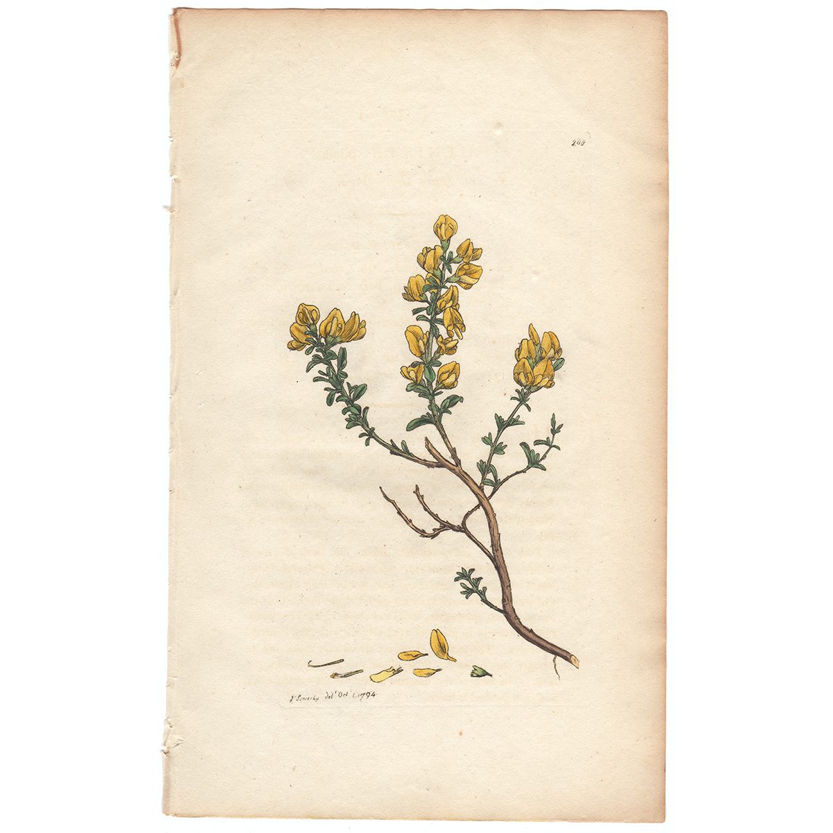 Sowerby Botany Plate 208 Hairy Green - Weed