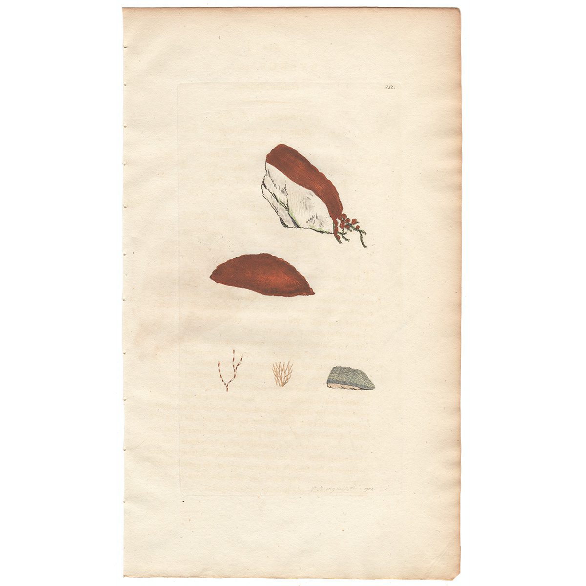 Sowerby Botany Plate 212 Golden Byssus