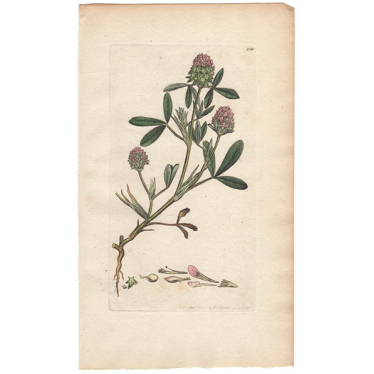 Sowerby Botany Plate 220 Teasel-beaded Trefoil