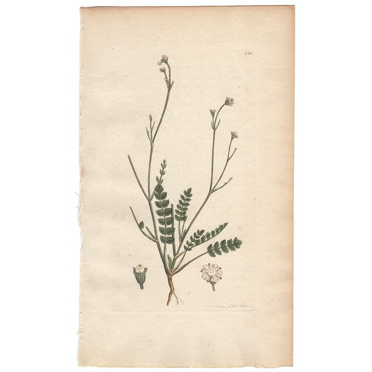 Sowerby Botany Plate 228 Corn Honewort