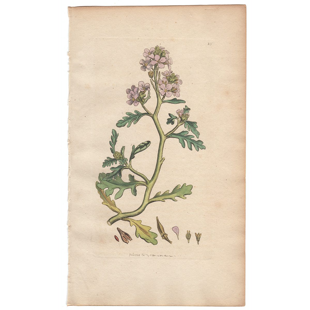 Sowerby Botany Plate 231 Sea Rocket