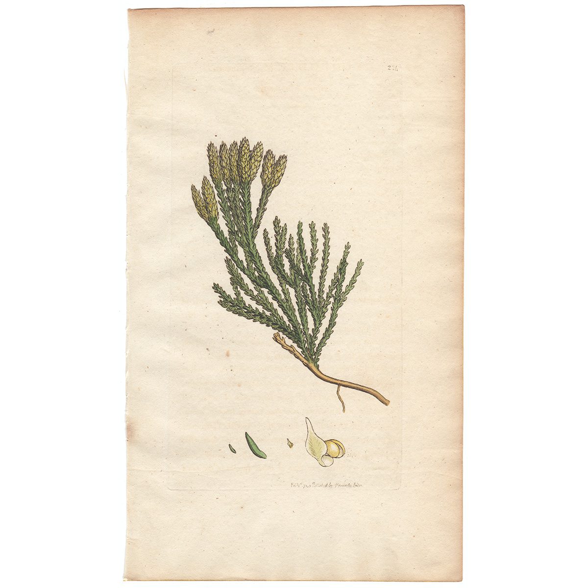 Sowerby Botany Plate 234 Alpine Club-moss