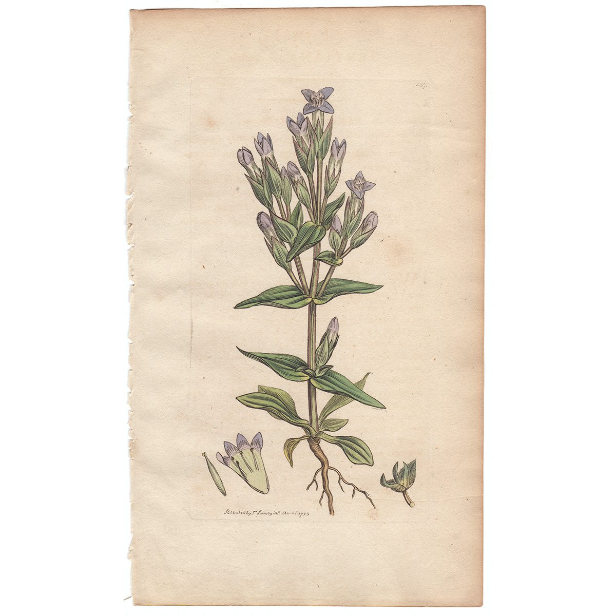 Sowerby Botany Plate 237 Field Gentian