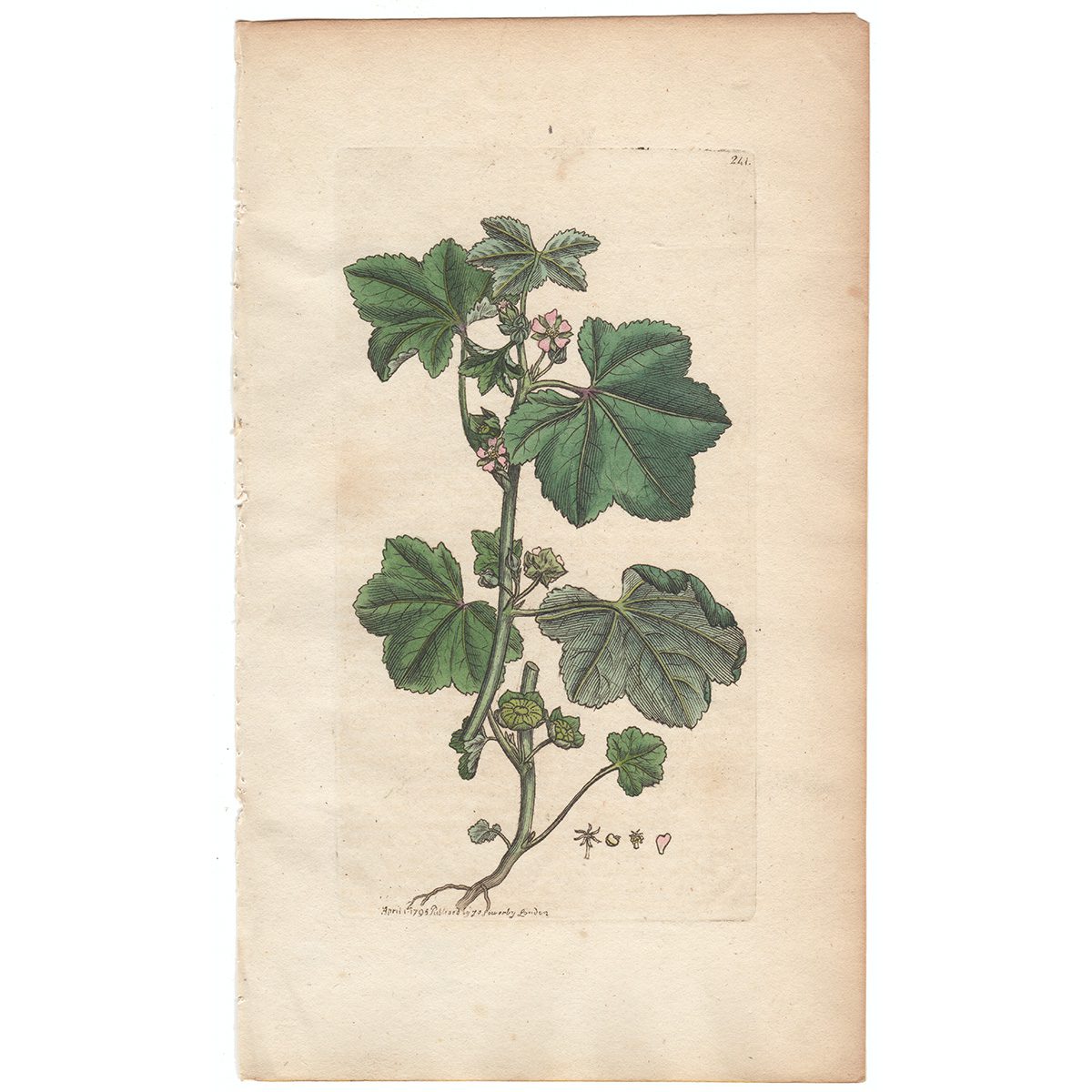 Sowerby Botany Plate 241 Small-flowered Mallow