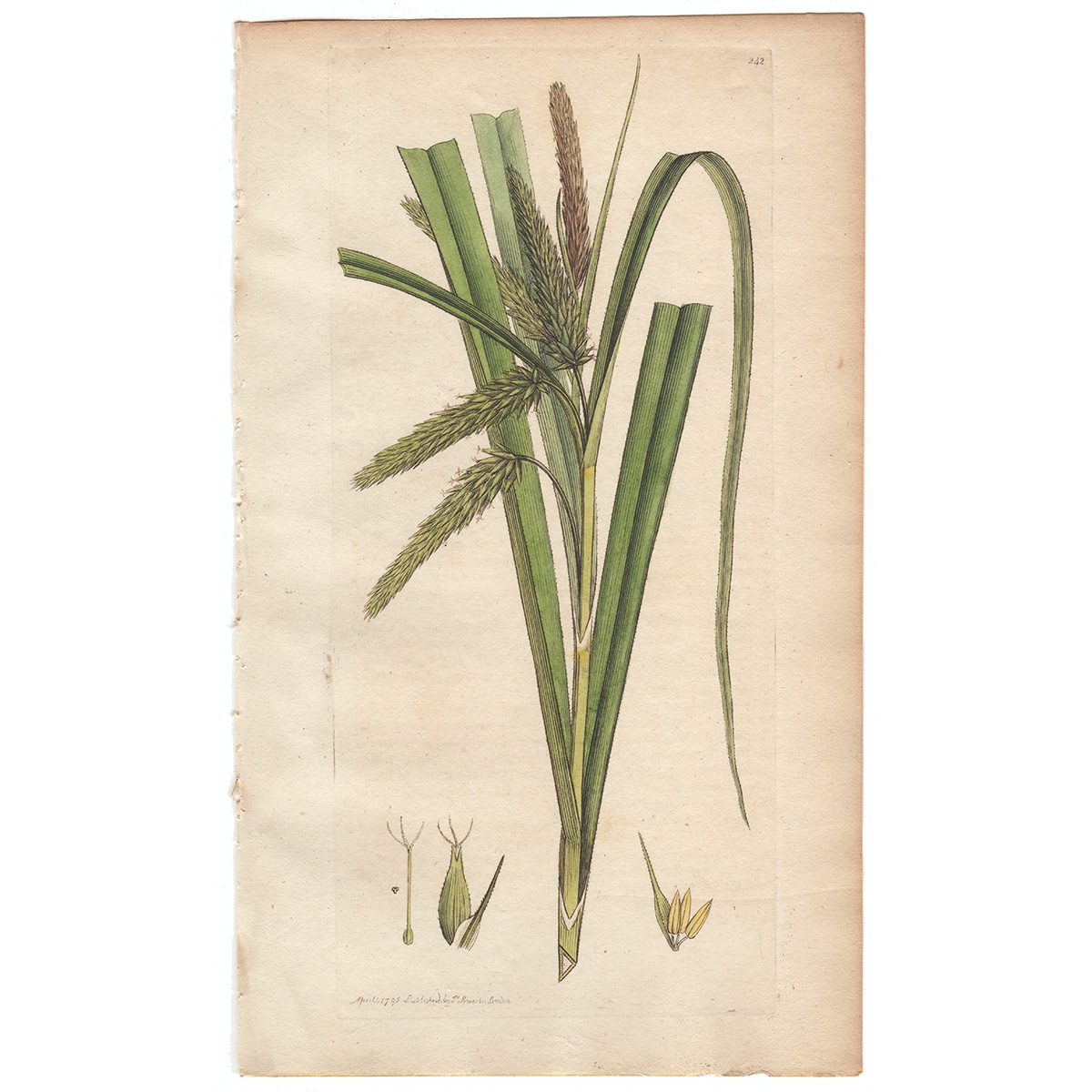 Sowerby Botany Plate 242 Bastard-Cyperus Carex