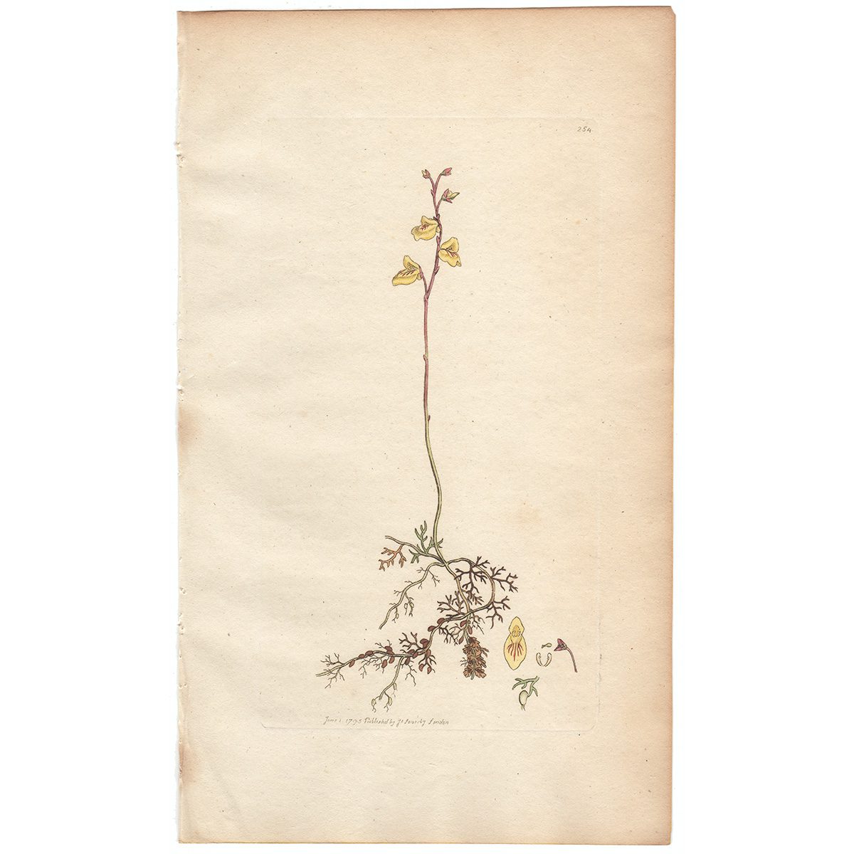 Sowerby Botany Plate 254 Lesser Hooded - Milfoil