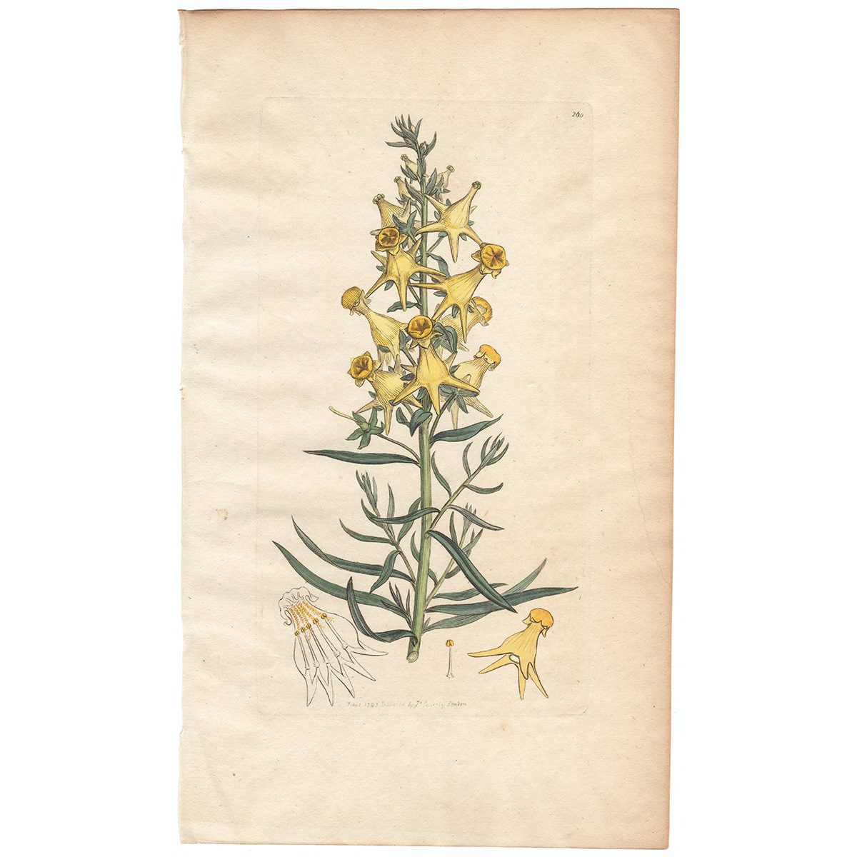 Sowerby Botany Plate 260 Deforned Yellow Toad-flax