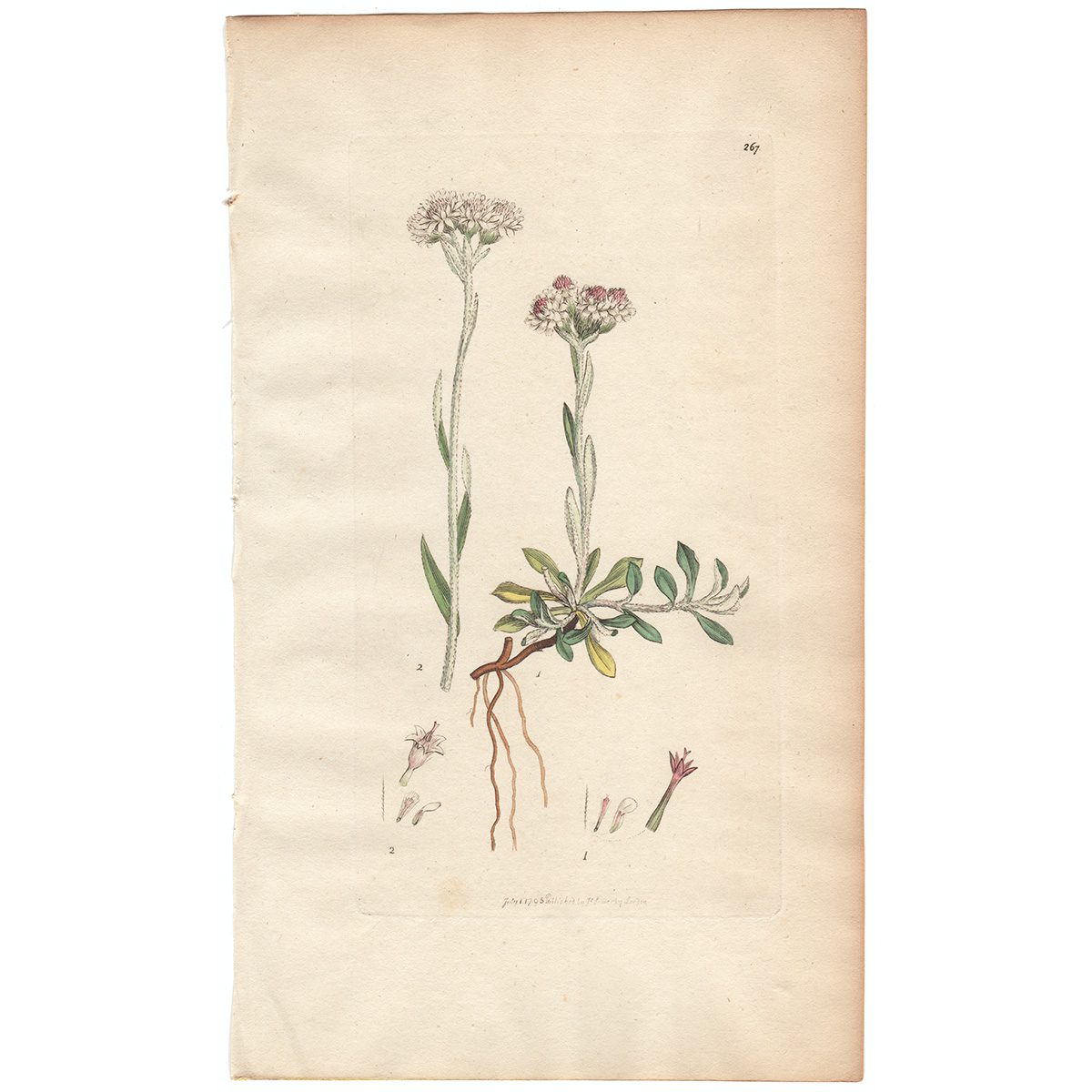 Sowerby Botany Plate 267 Mountain Cudweed, or Cat's-foot