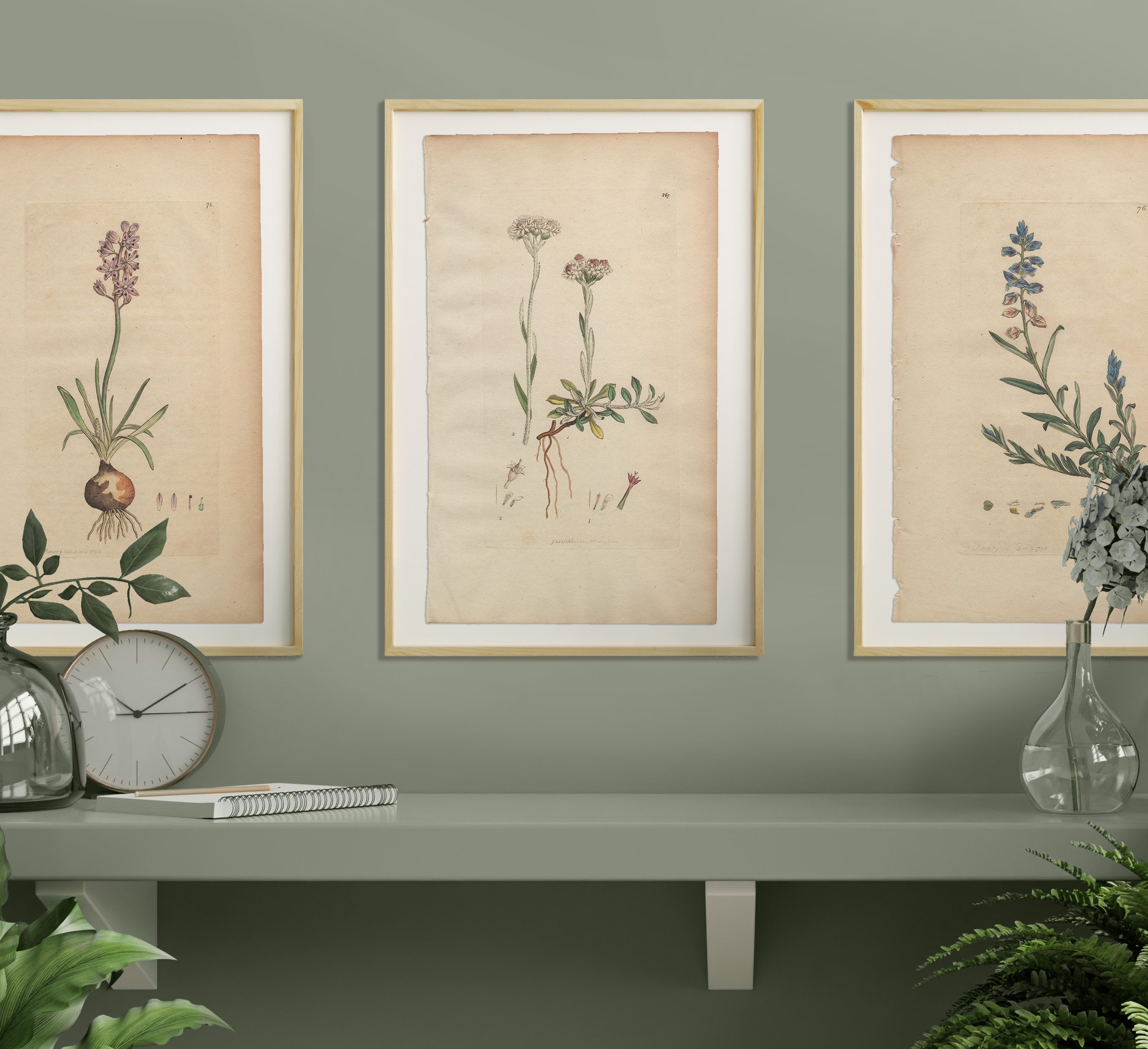 James Sowerby English Botany