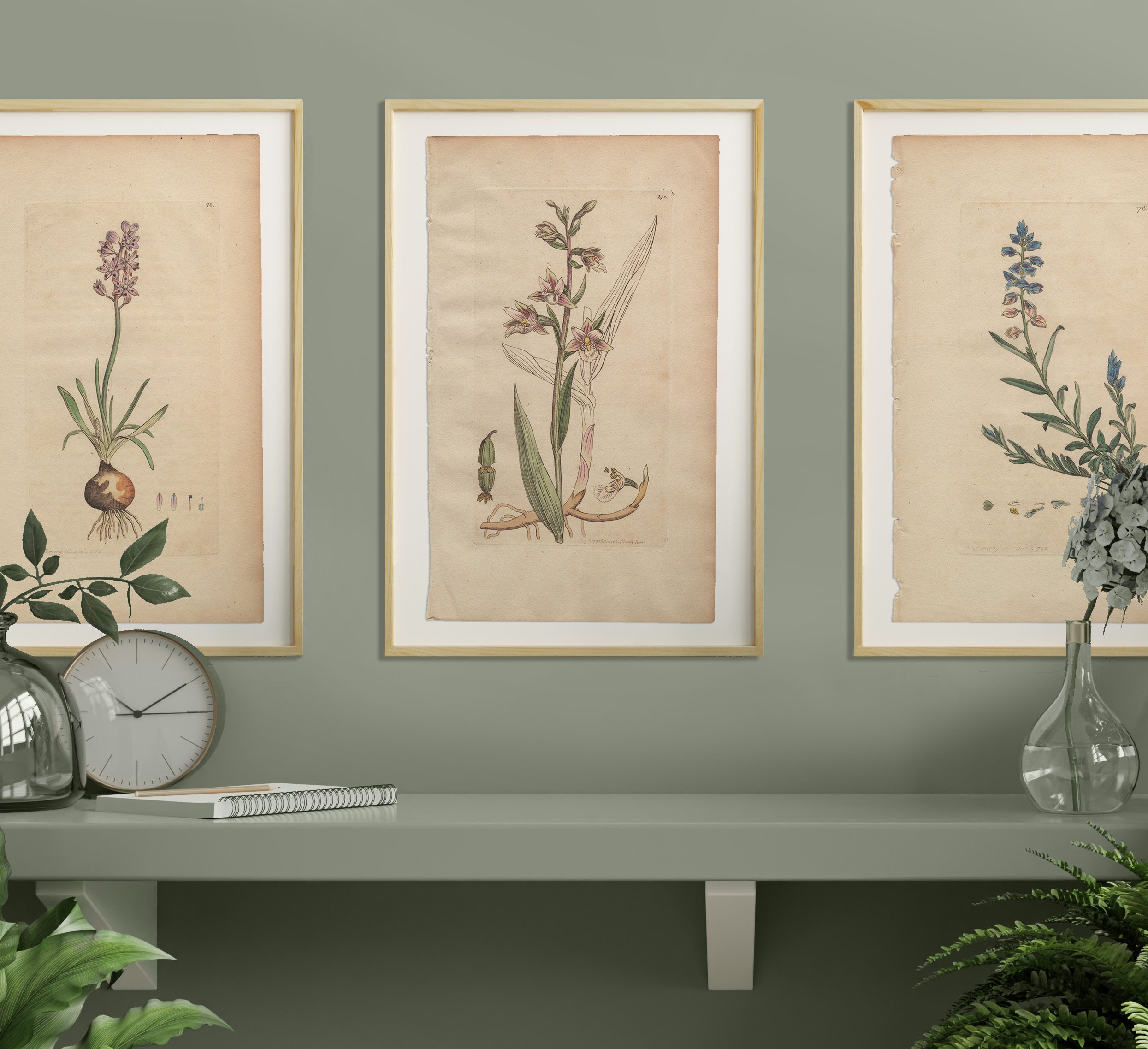 James Sowerby English Botany