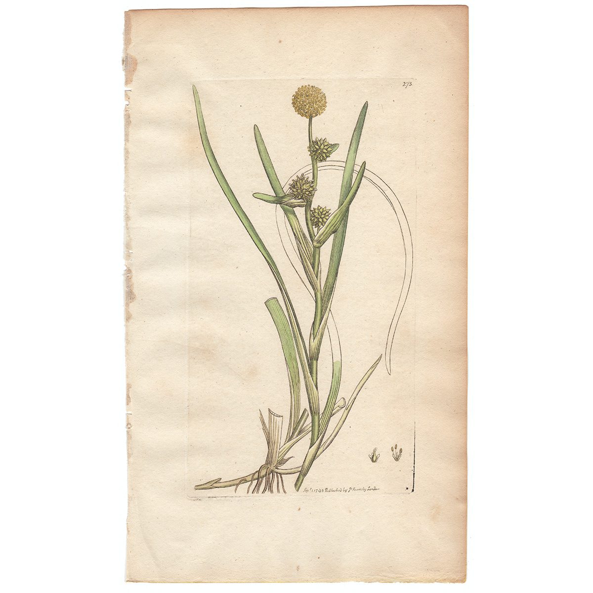 Sowerby Botany Plate 273 Floating Bur-reed