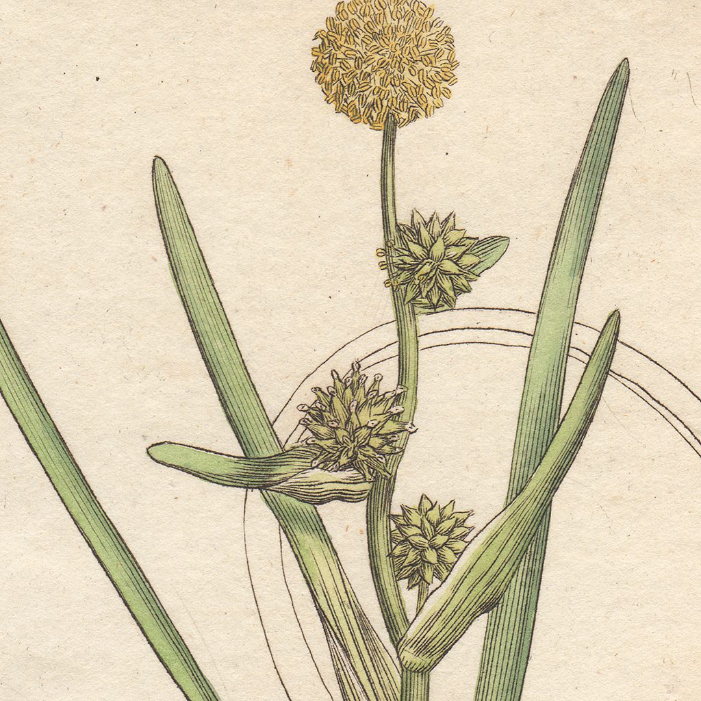 James Sowerby English Botany