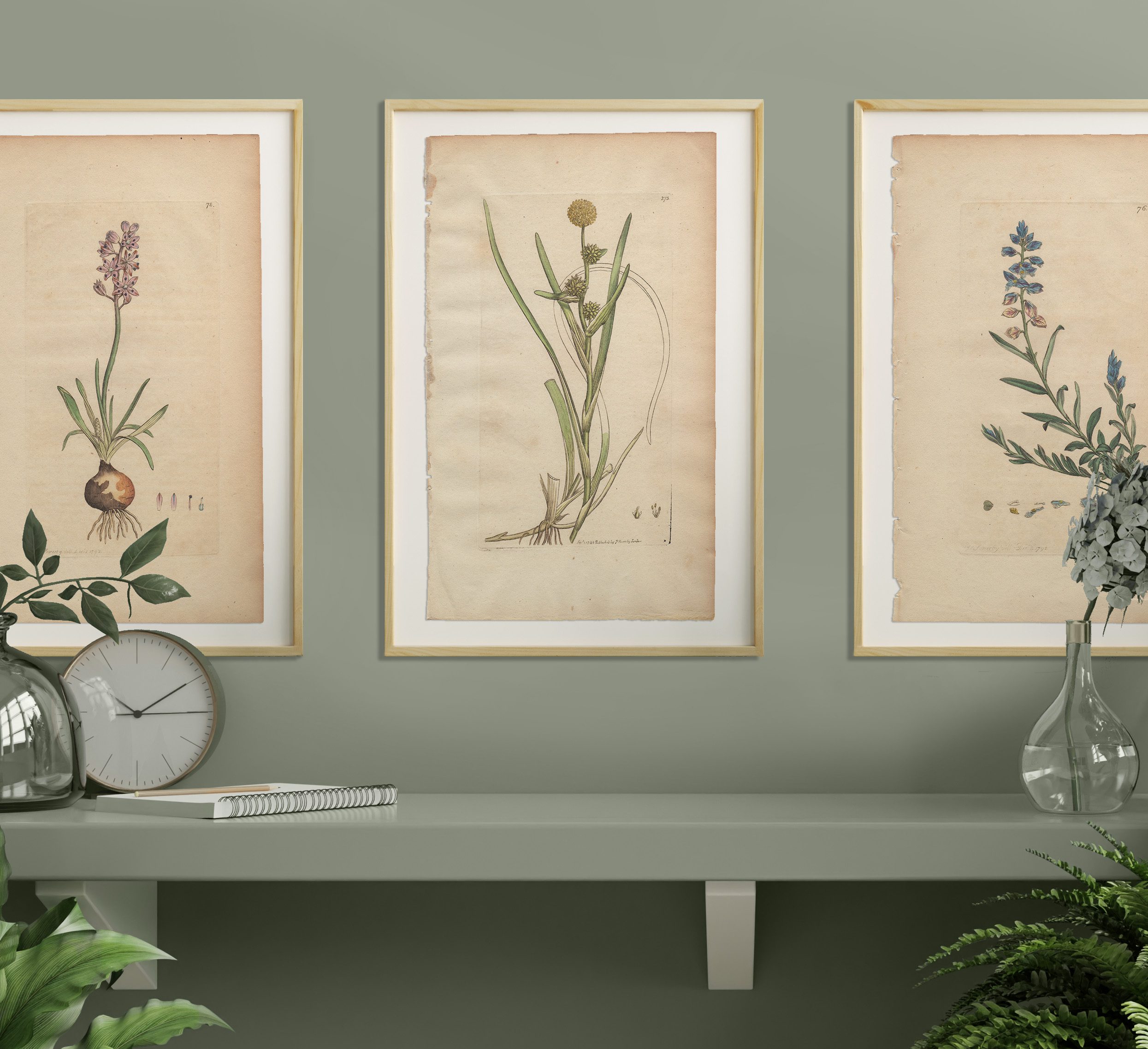 James Sowerby English Botany