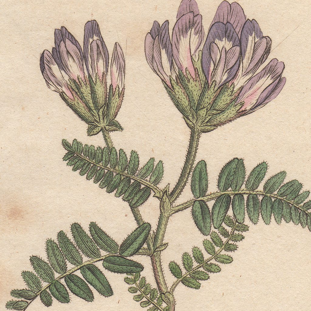 James Sowerby English Botany