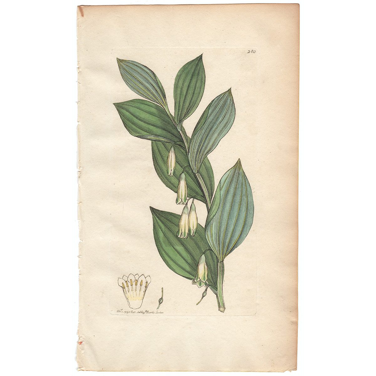 Sowerby Botany Plate 280 Angular Solomon's - Seal
