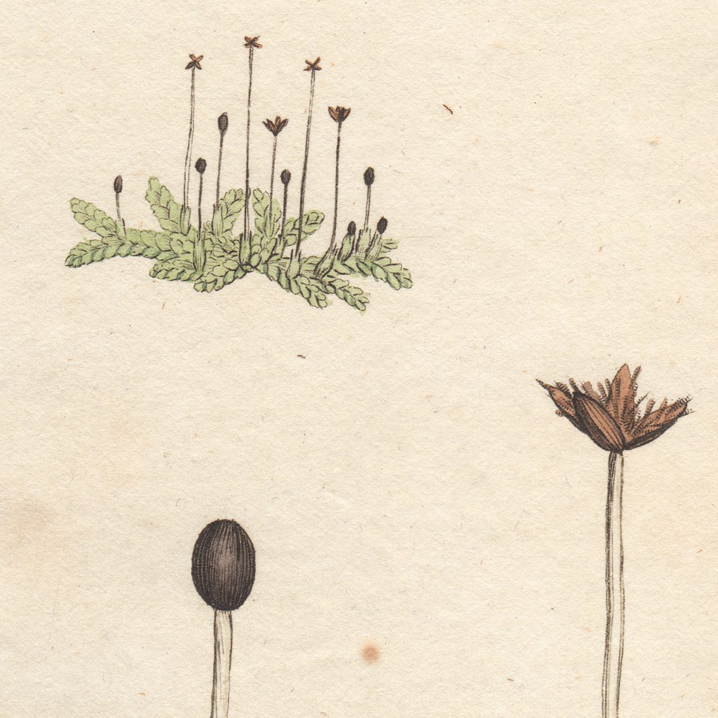 James Sowerby English Botany