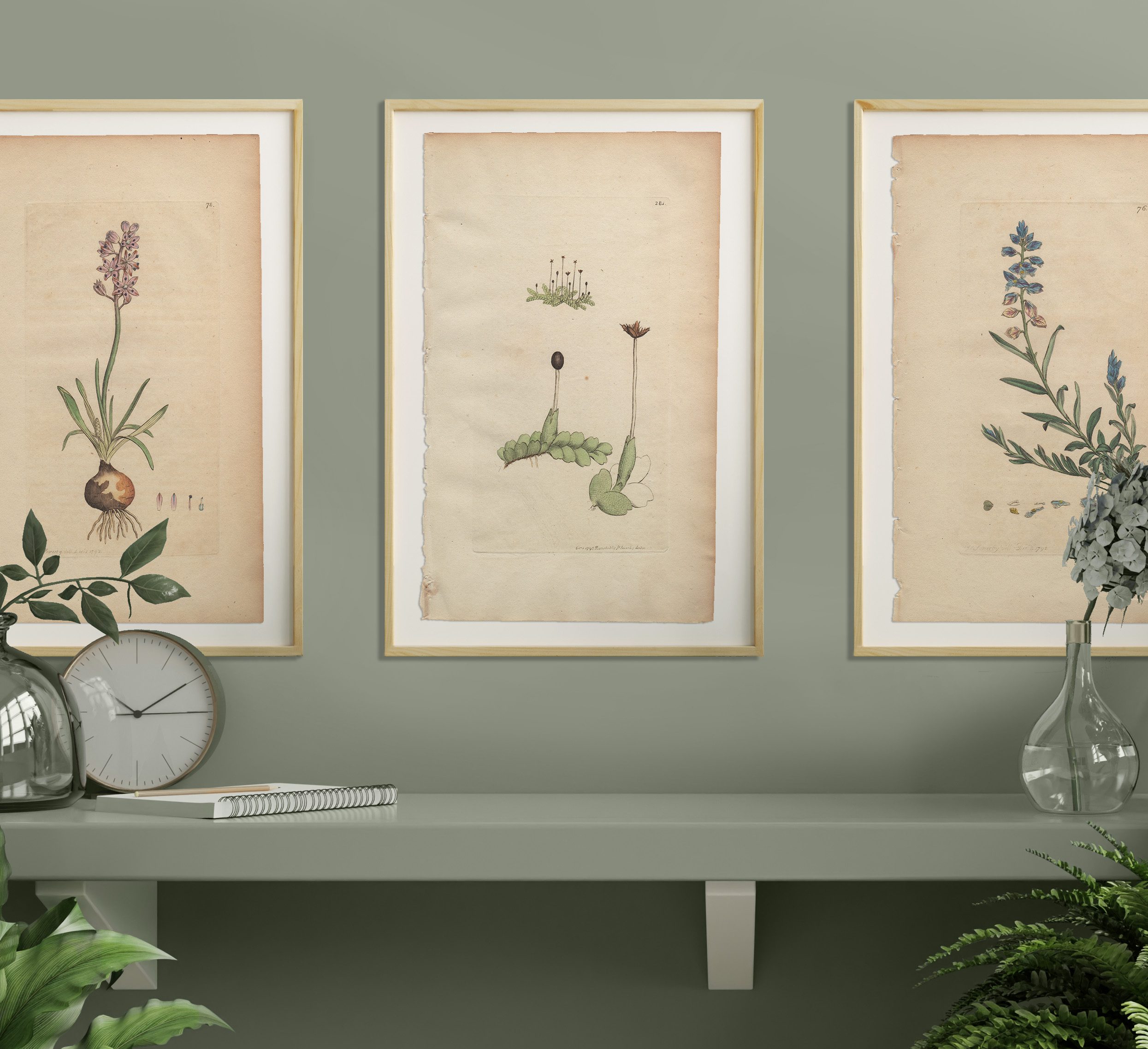 James Sowerby English Botany