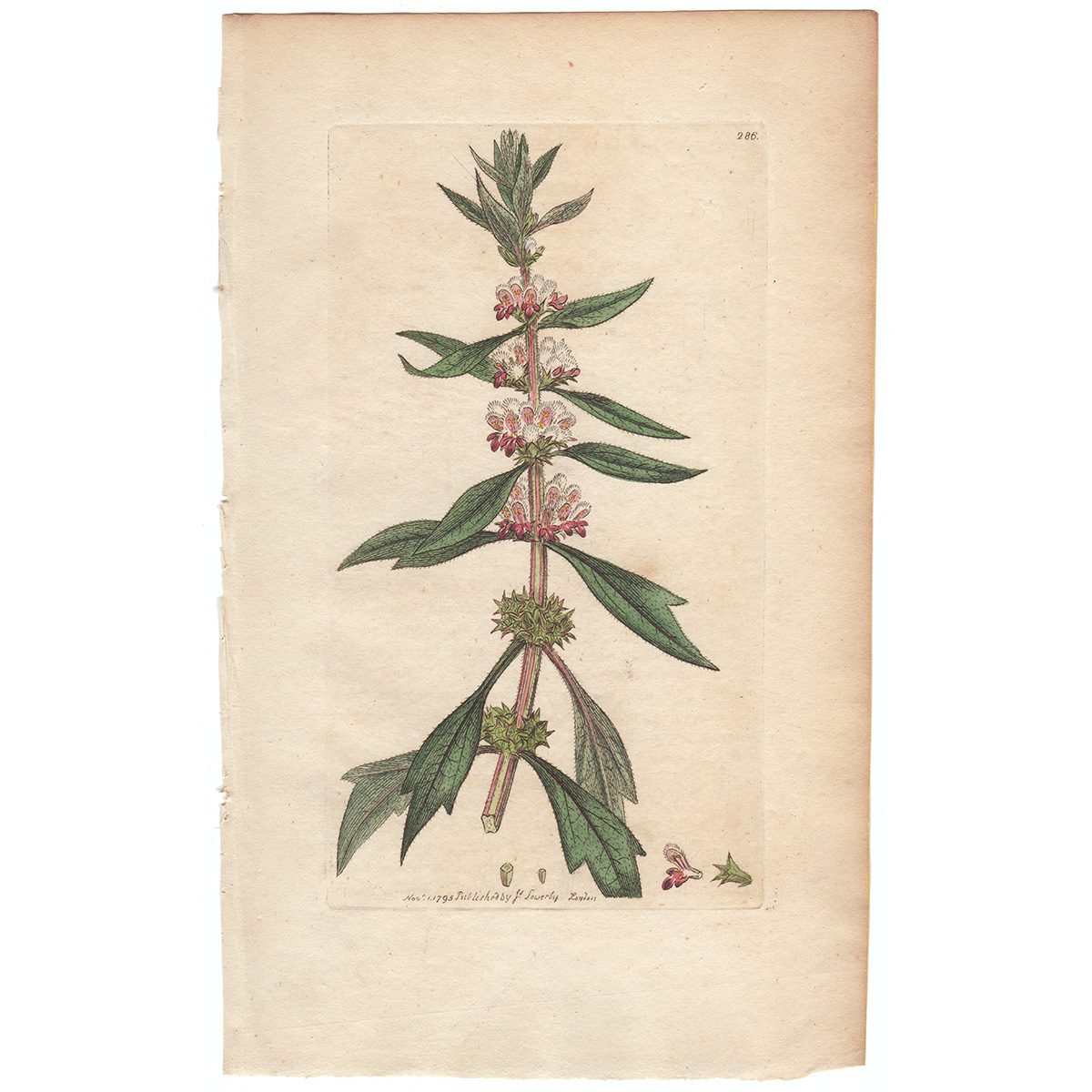 Sowerby Botany Plate 286 Motherwort