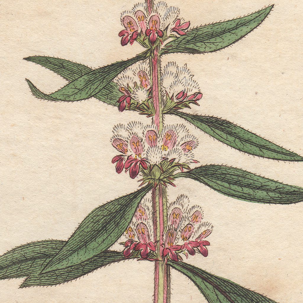 James Sowerby English Botany