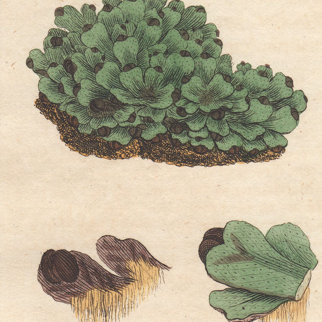 James Sowerby English Botany