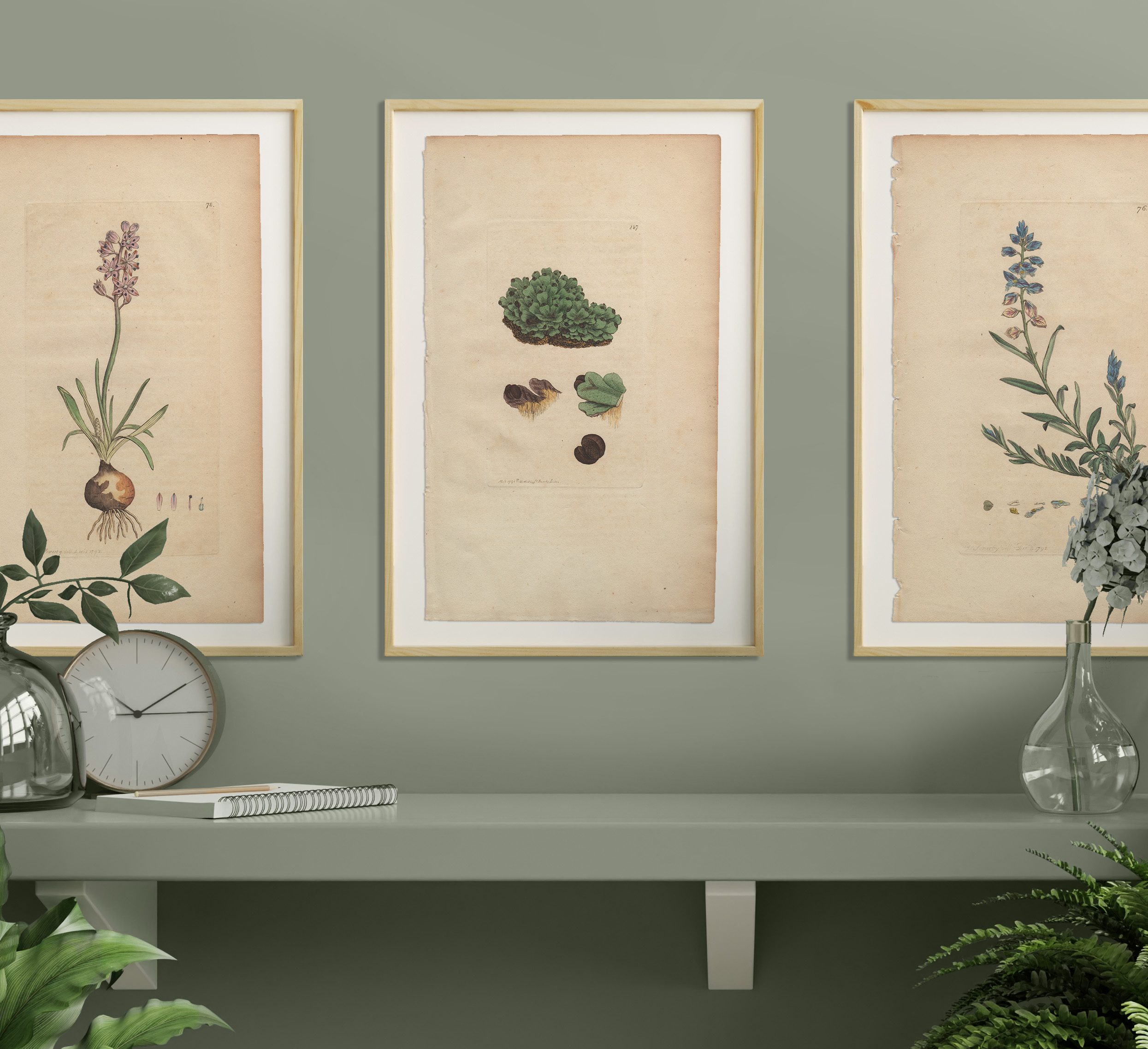 James Sowerby English Botany