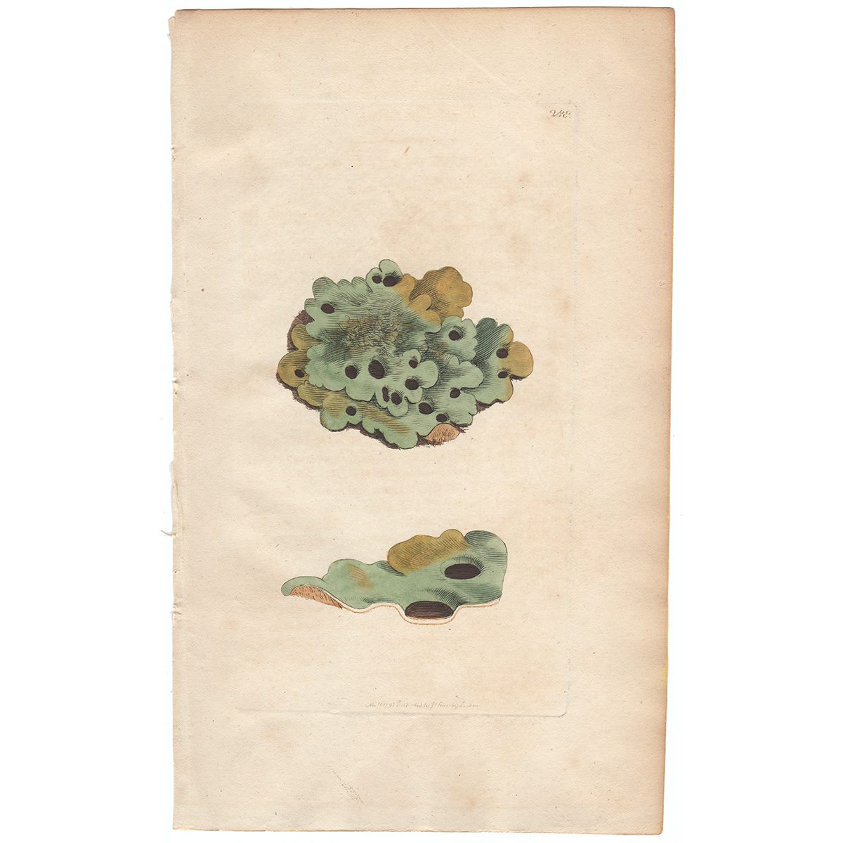 Sowerby Botany Plate 288 Socket Lichen