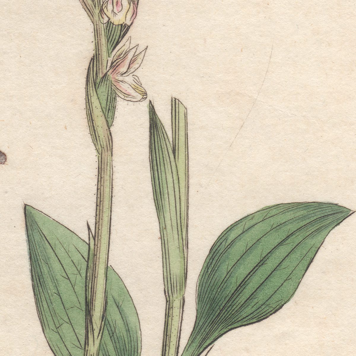 James Sowerby English Botany