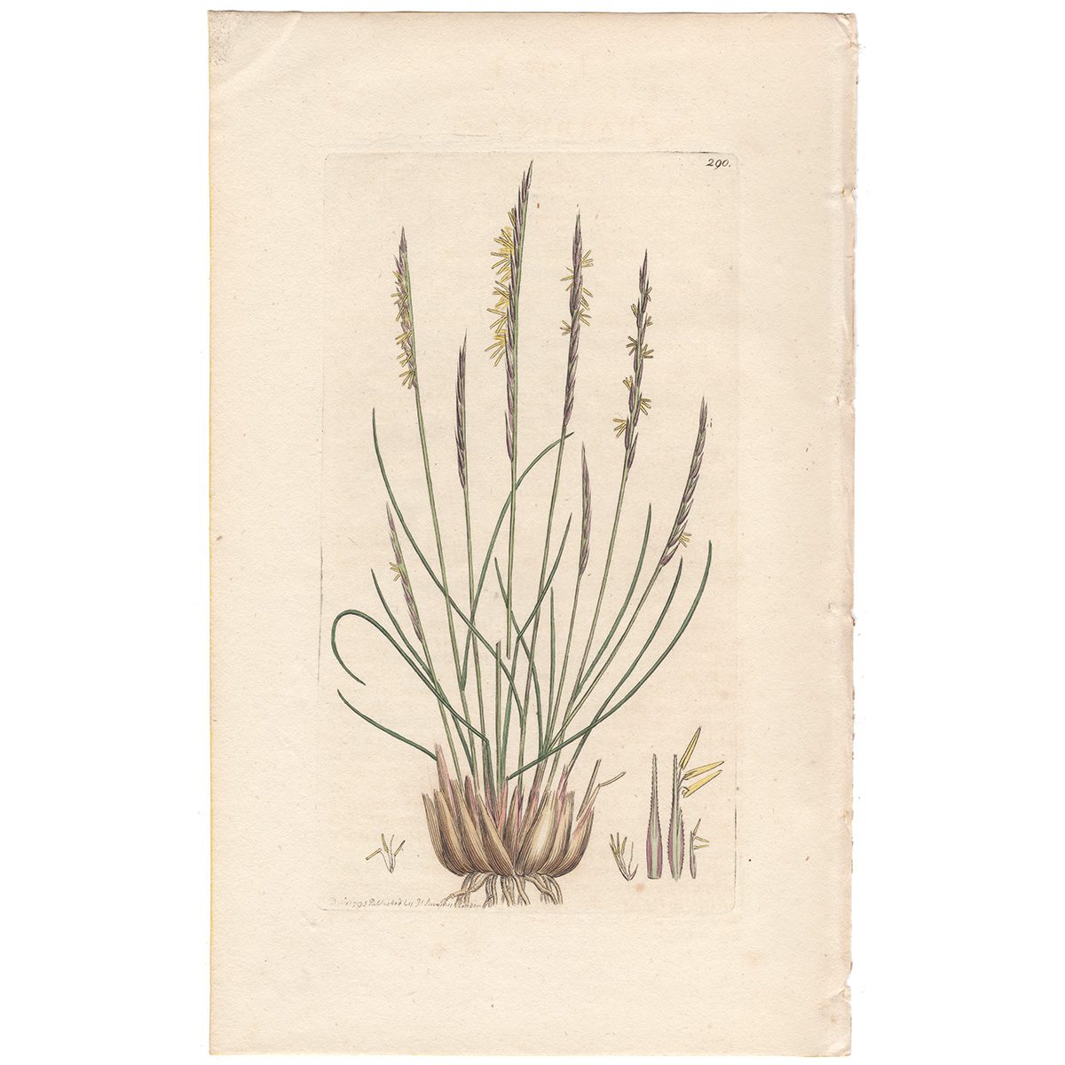 Sowerby Botany Plate 290 Mat-grass