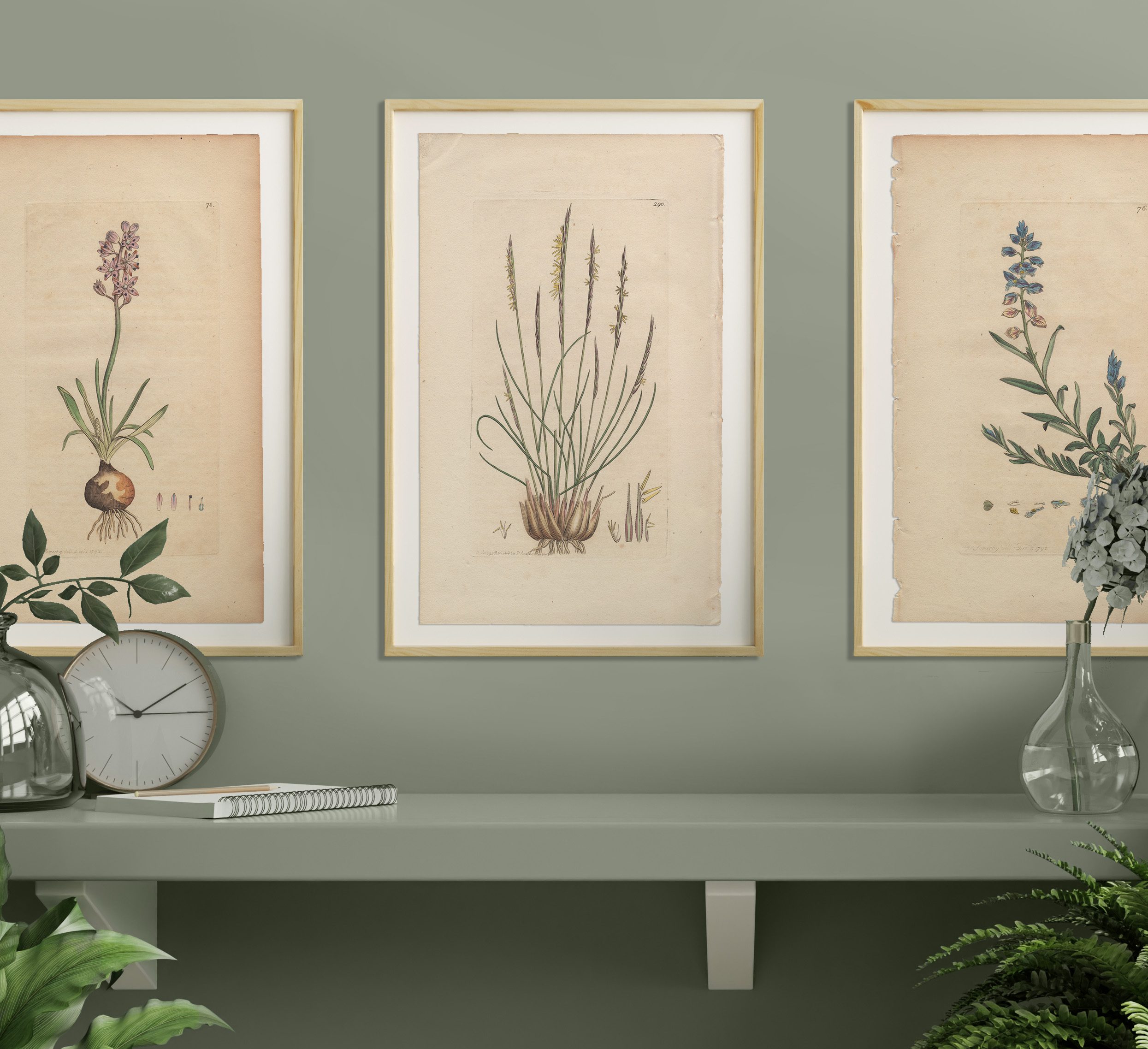 James Sowerby English Botany