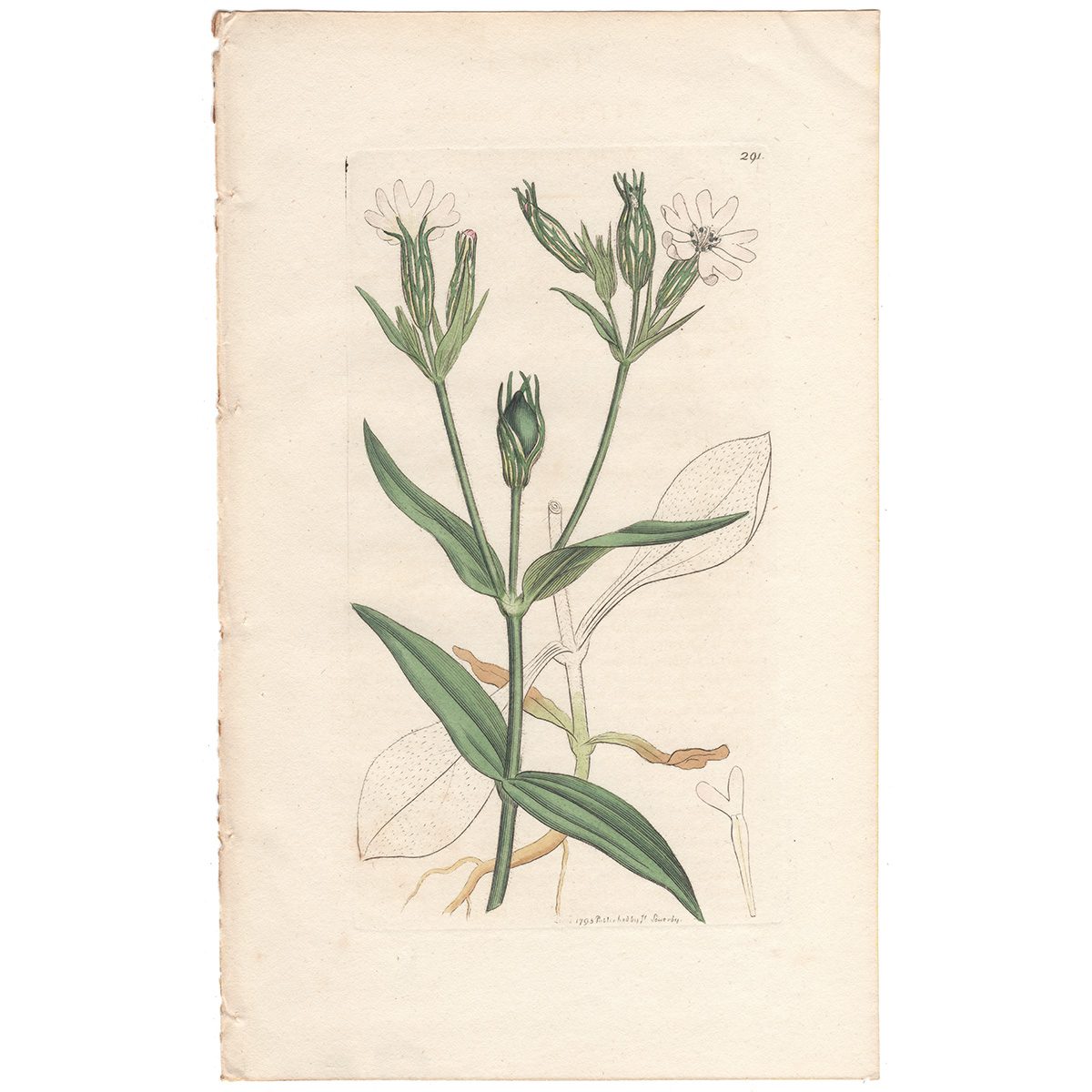 Sowerby Botany Plate 291 Night-flowering Catchfly