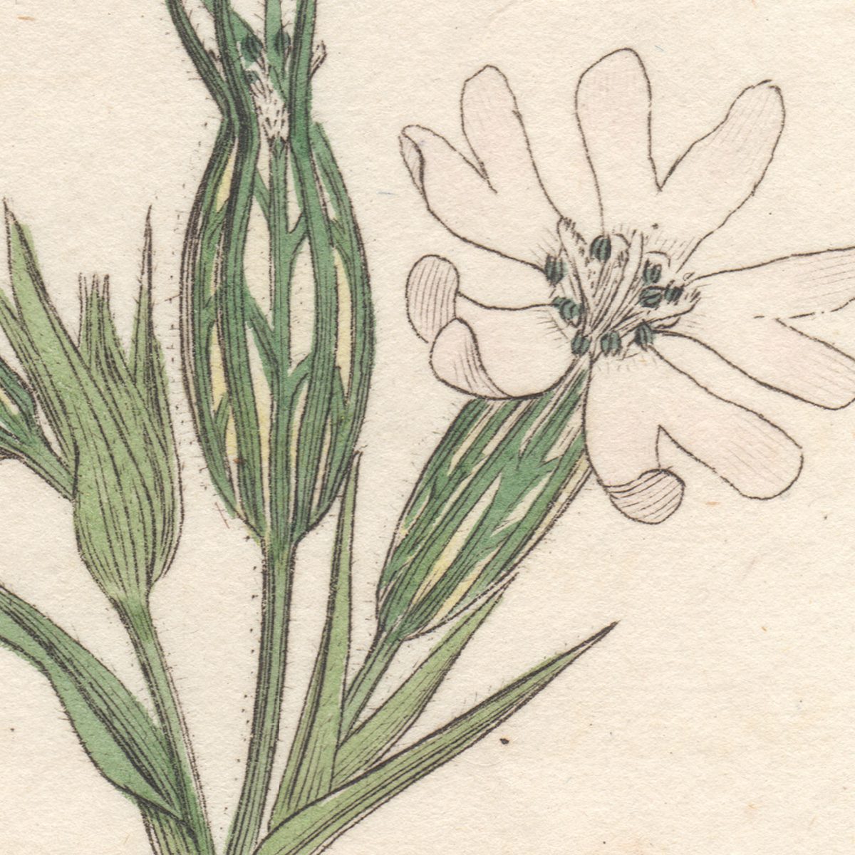 James Sowerby English Botany