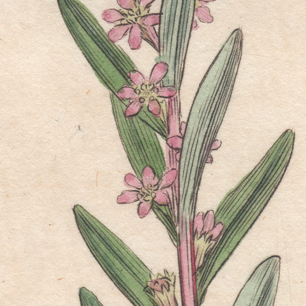 James Sowerby English Botany