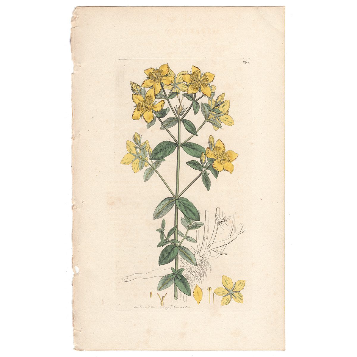 Sowerby Botany Plate 295 Perforated St. John's Wort
