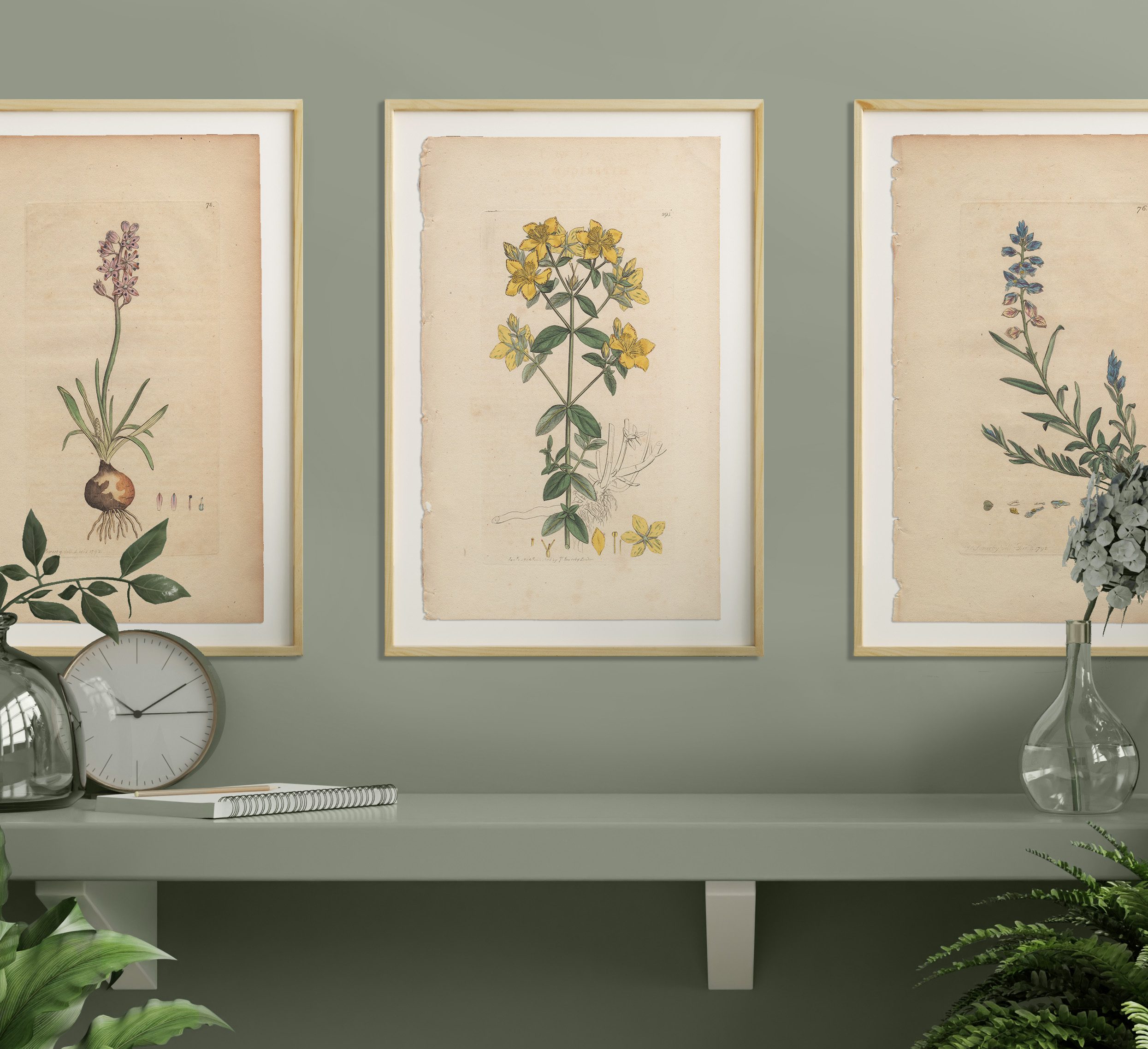 James Sowerby English Botany