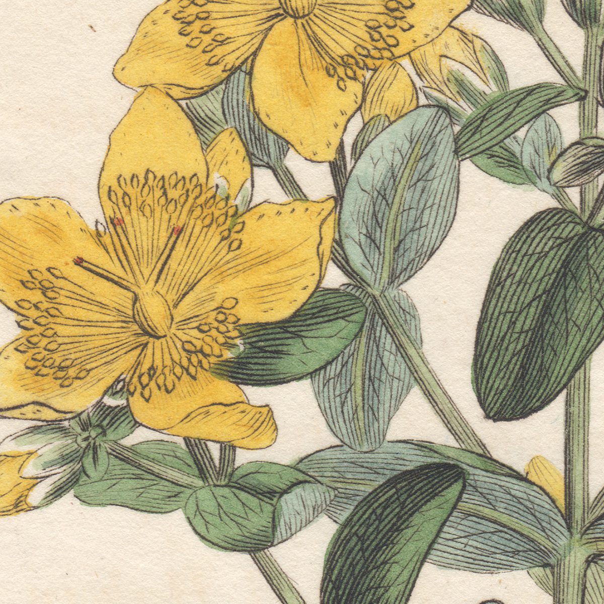 Sowerby Botany Plate 296 Imperforate St. John's Wort - Image 2