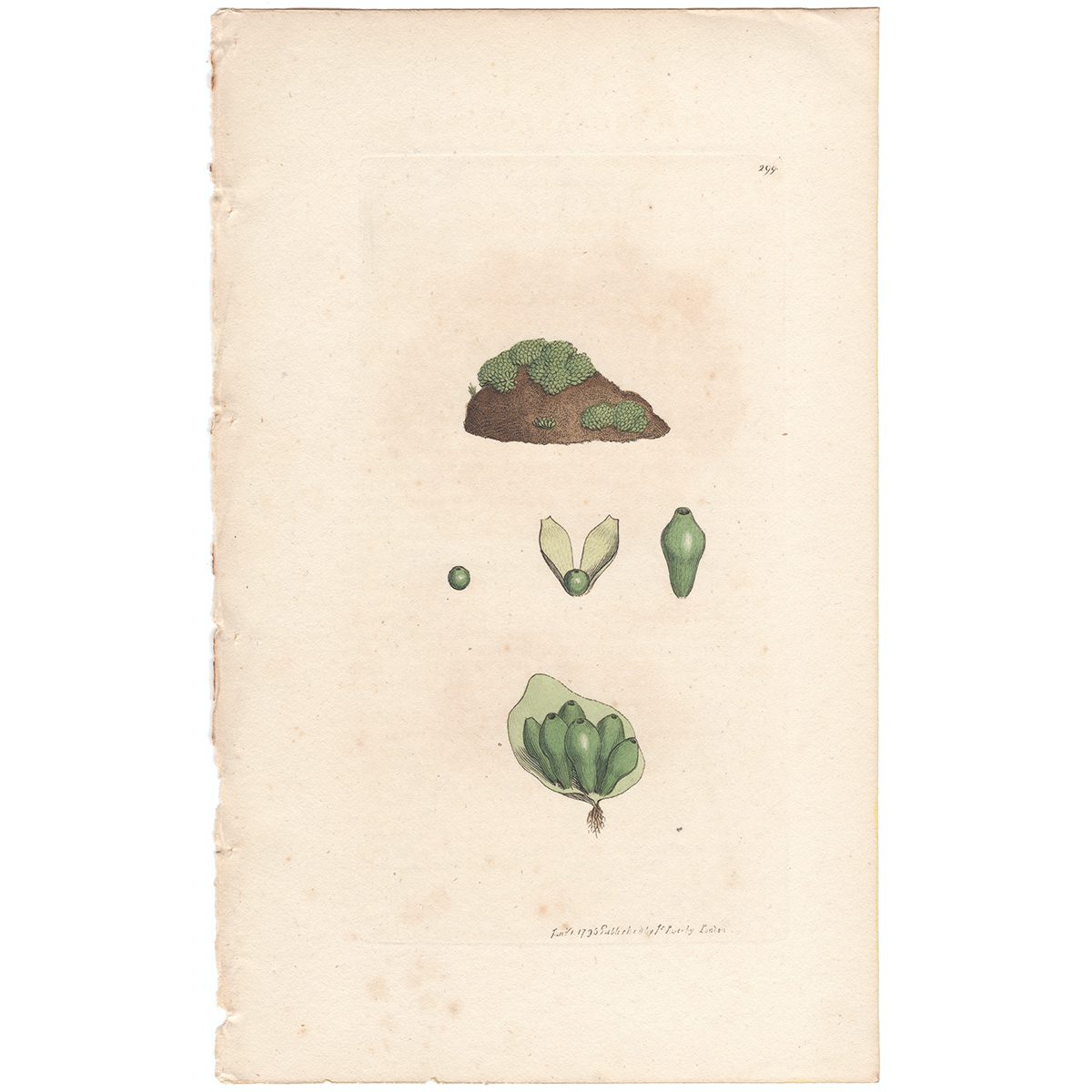 Sowerby Botany Plate 299 Reticulated Sphearocarpus