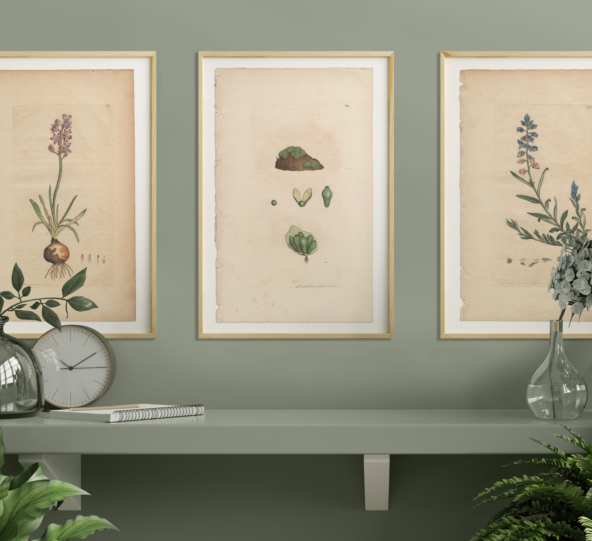 James Sowerby English Botany