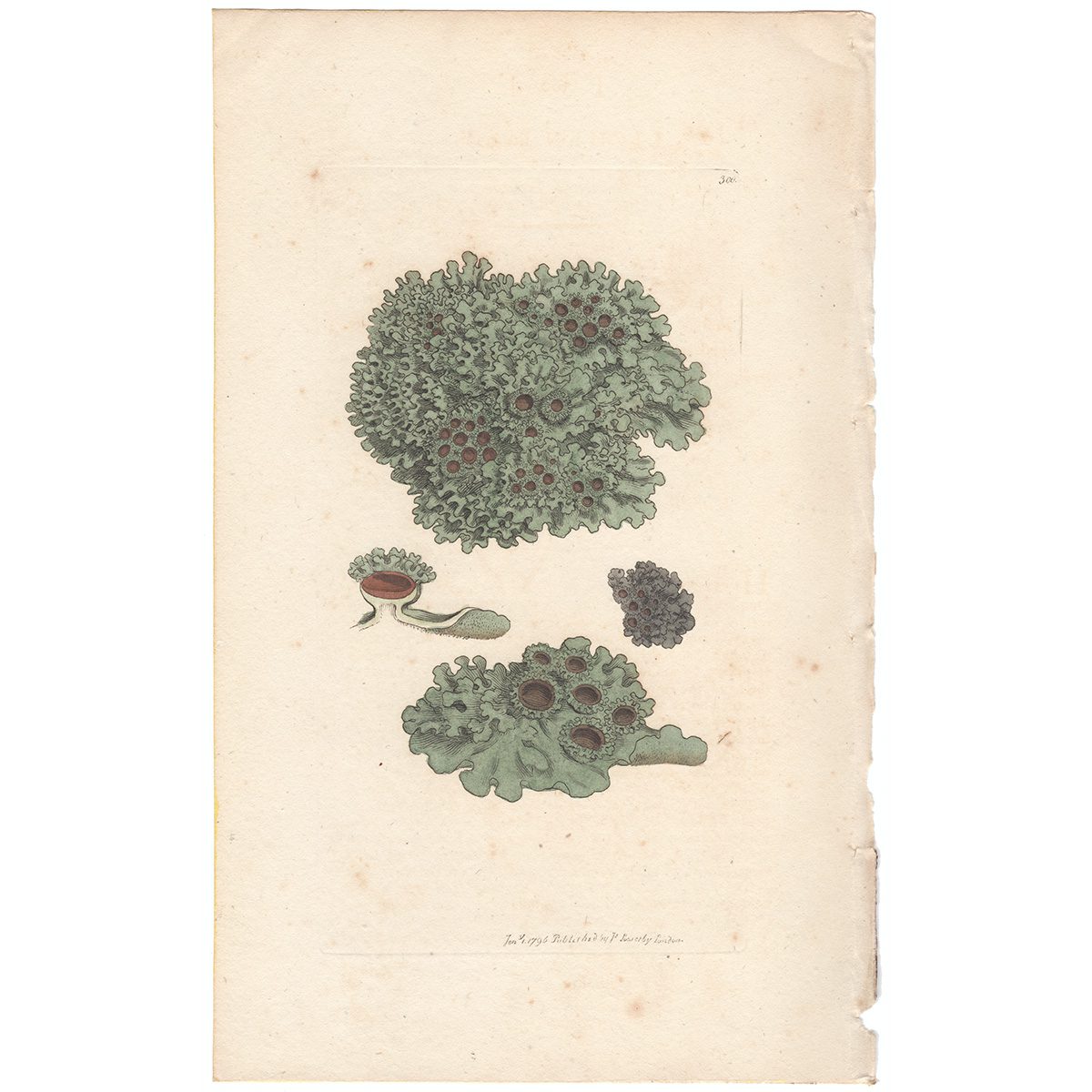Sowerby Botany Plate 300 Crowned Lichen