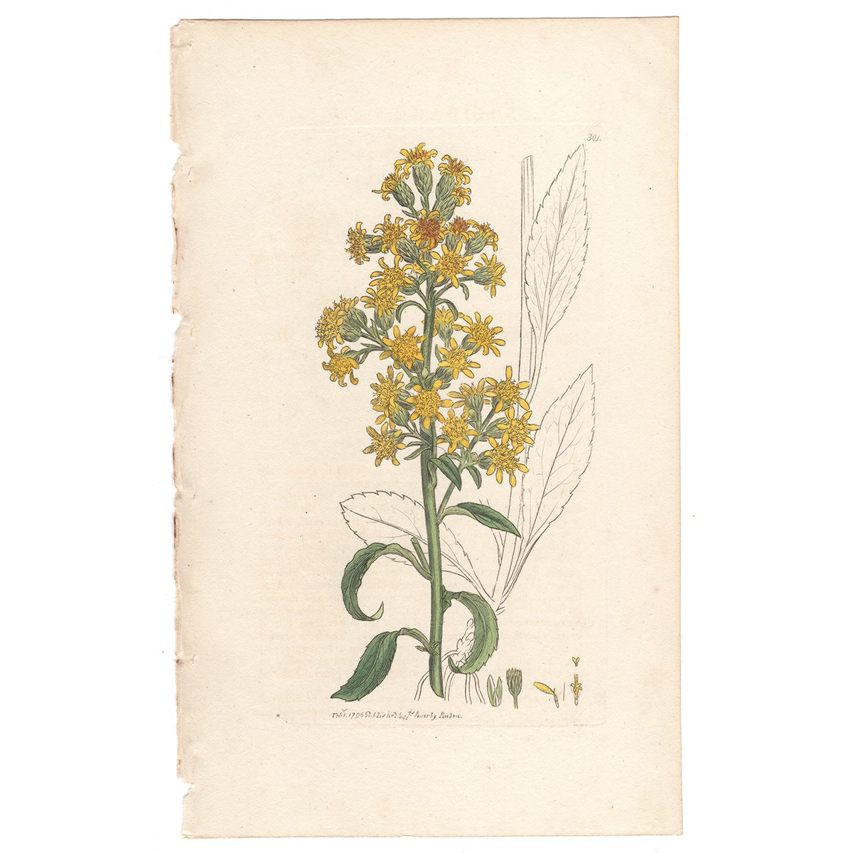 Sowerby Botany Plate 301 Common Golden-rod