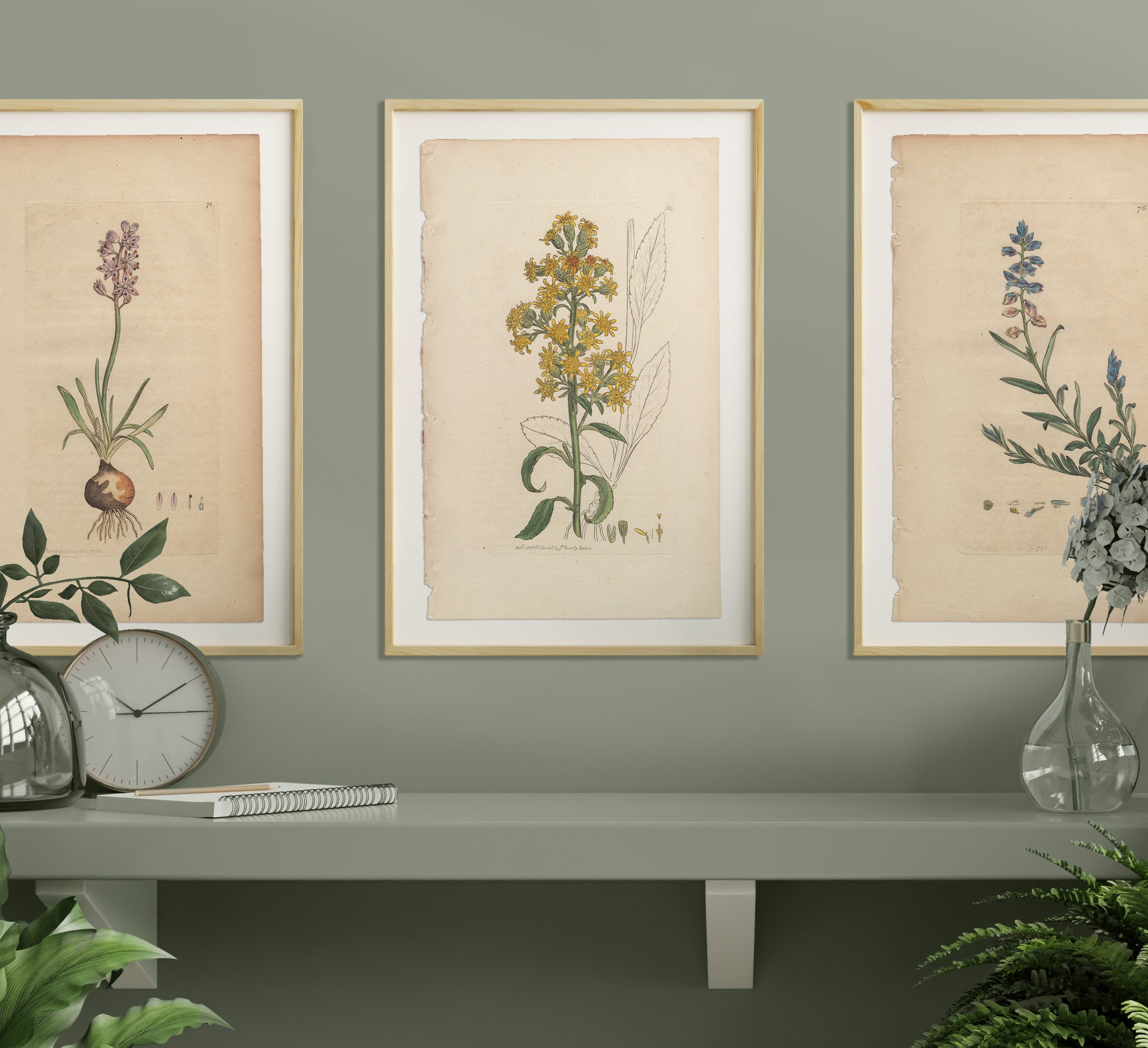 James Sowerby English Botany