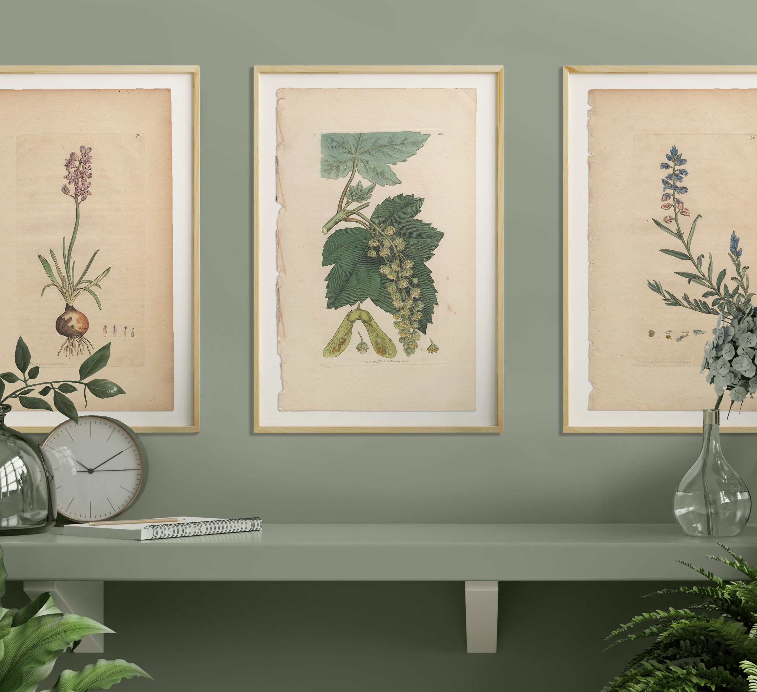 James Sowerby English Botany