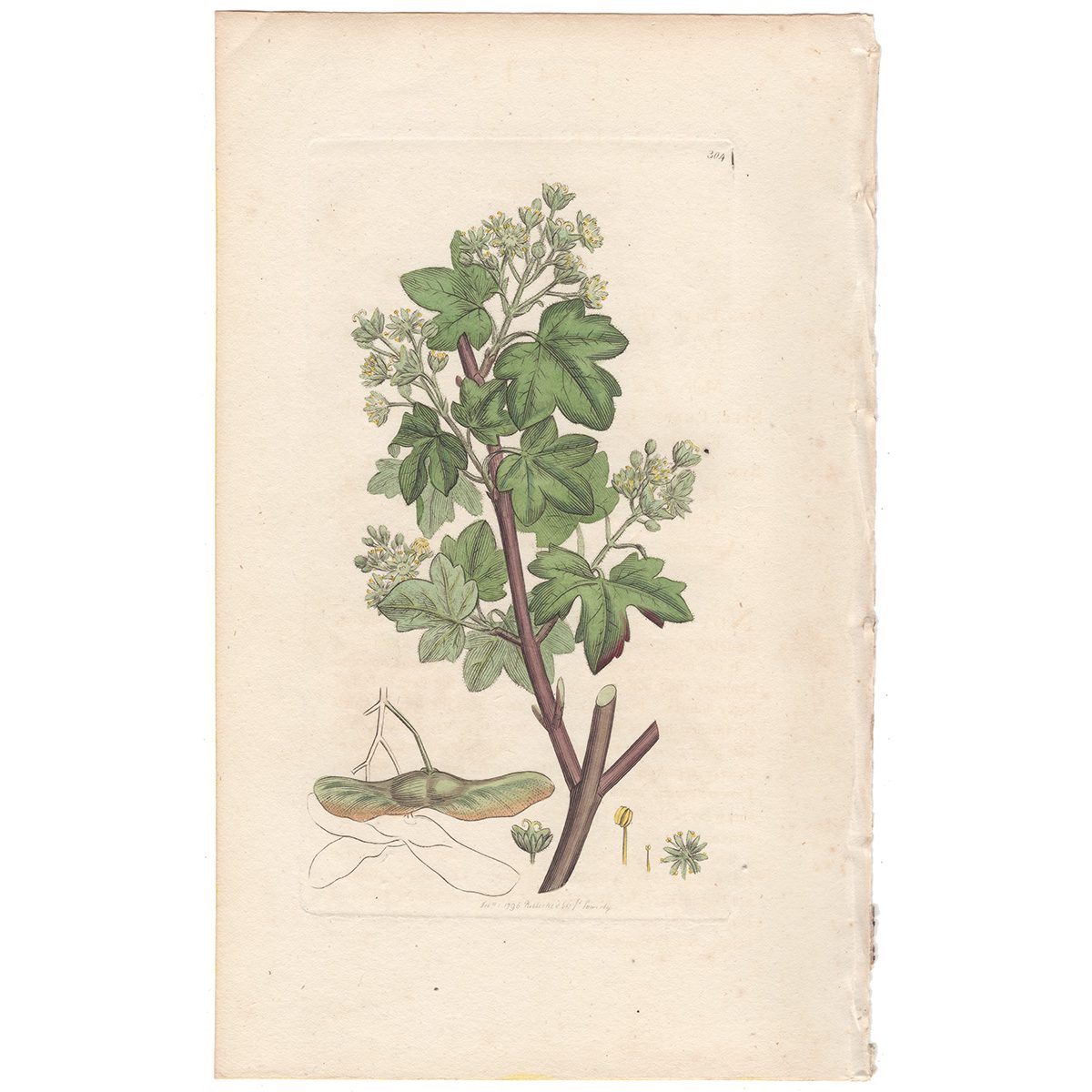 Sowerby Botany Plate 304 Common Maple
