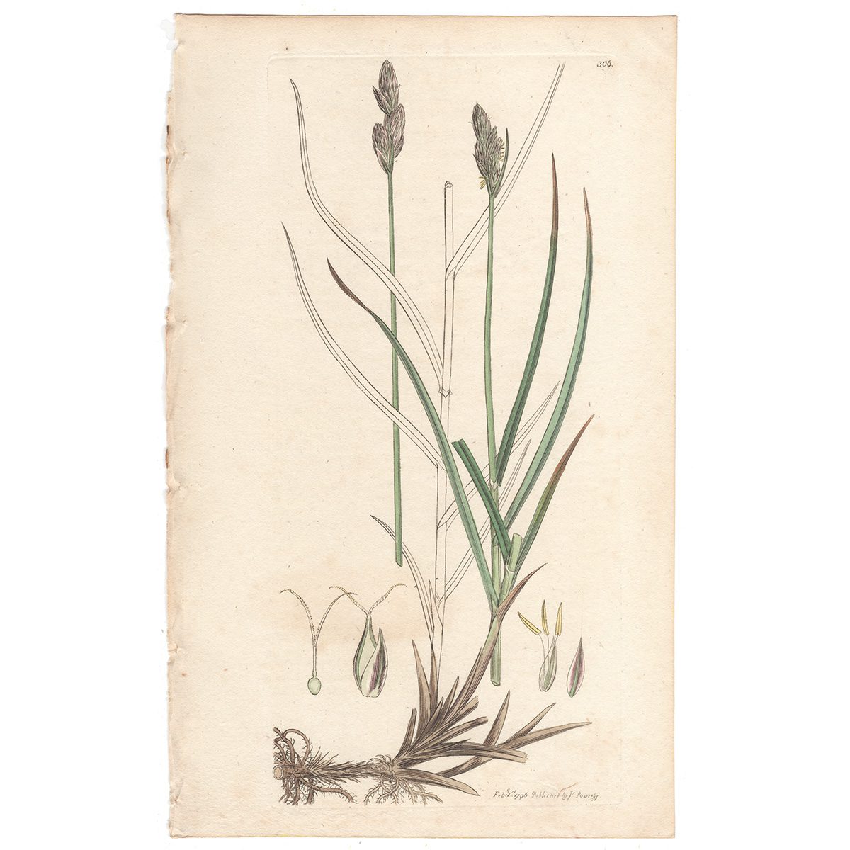 Sowerby Botany Plate 306 Oval-Spiked, or Naked Carex