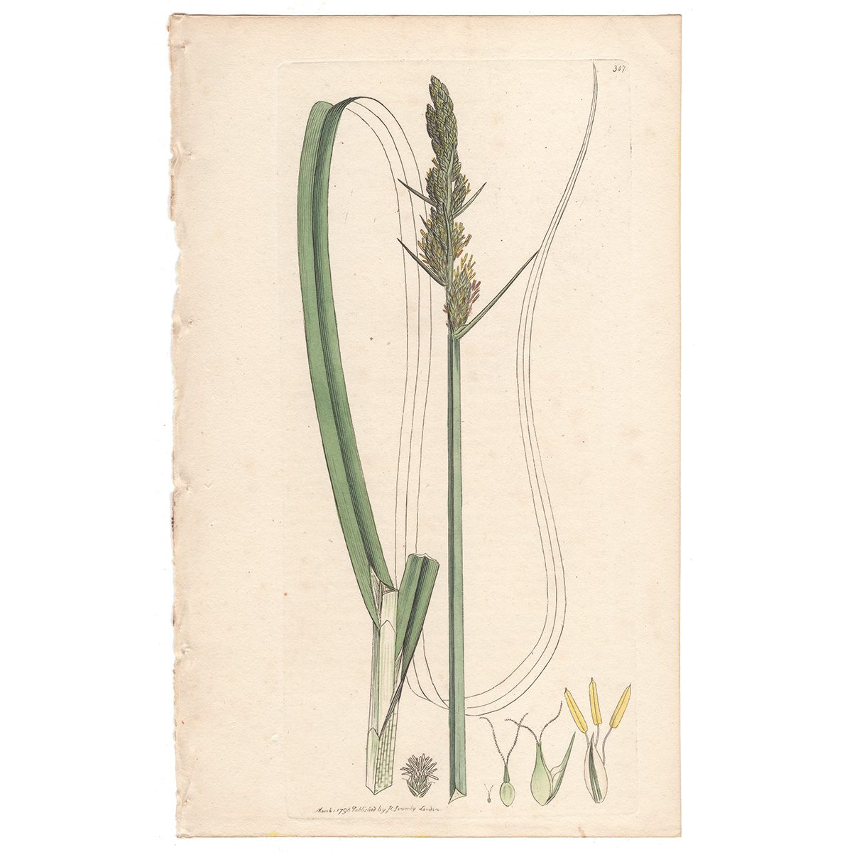 Sowerby Botany Plate 307 Great Carex