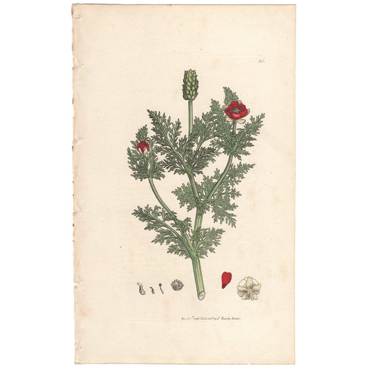 Sowerby Botany Plate 308 Corn Adonis, or Pheasant's-eye