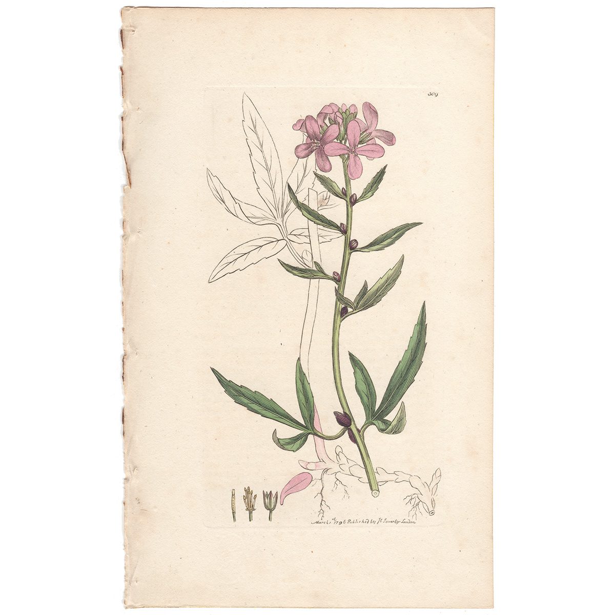 Sowerby Botany Plate 309 Bulbiferous Coral-wort