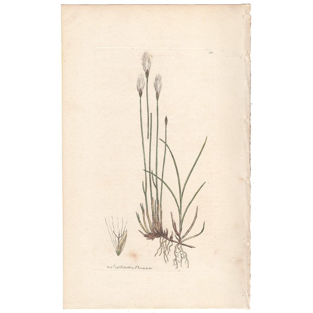 Sowerby Botany Plate 311 Alpine Cotton-grass