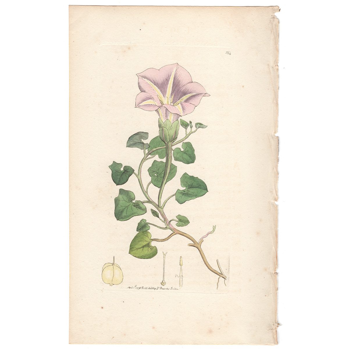 Sowerby Botany Plate 314 Sea Bind-weed