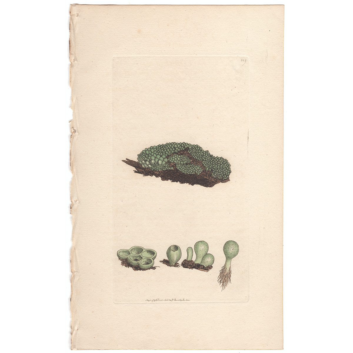 Sowerby Botany Plate 324 Granulated Tremella