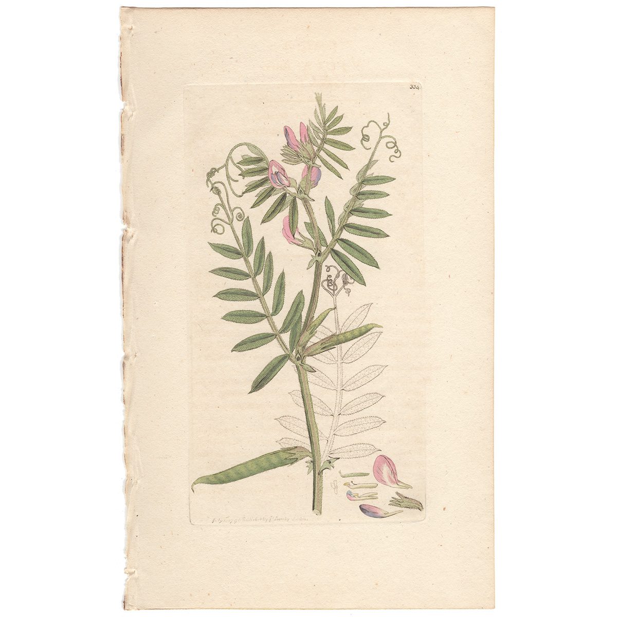 Sowerby Botany Plate 334 Common Vetch